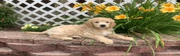 Mini Goldendoodle dogs for sale: Daisy - Ad 3