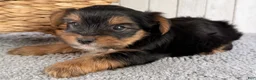 Yorkshire Terrier dogs for sale: Milo - Ad 5