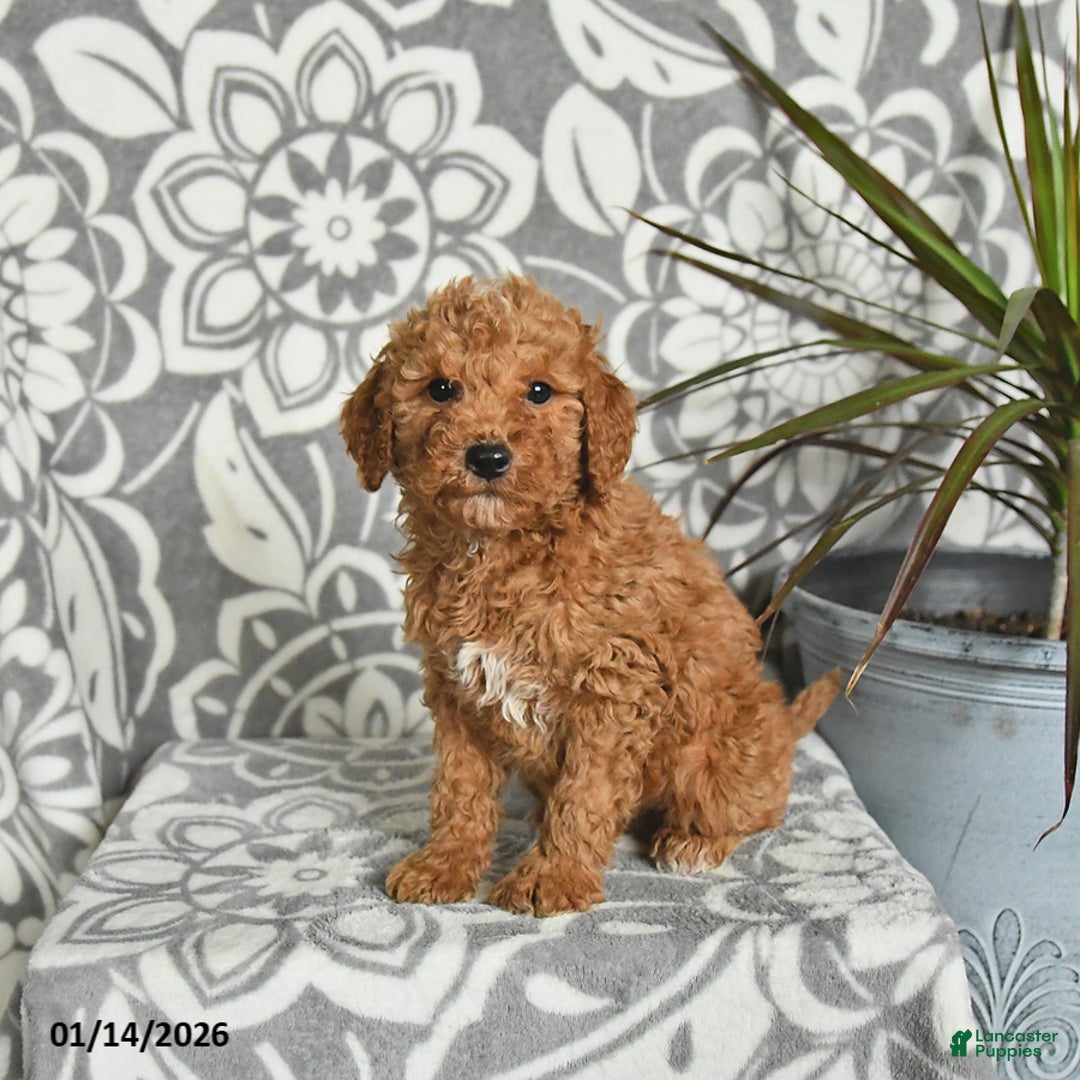 Mini Goldendoodle dogs for sale: Rex - Ad 3