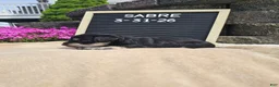 Miniature Schnauzer dogs for sale: Sabre - Ad 4