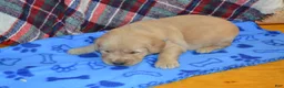 Golden Retriever dogs for sale: Mandy - Ad 10