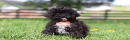 Miniature Poodle dogs for sale: Iris - Ad 1