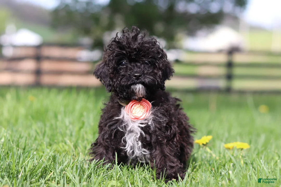 Miniature Poodle dogs for sale: Iris - Ad 1