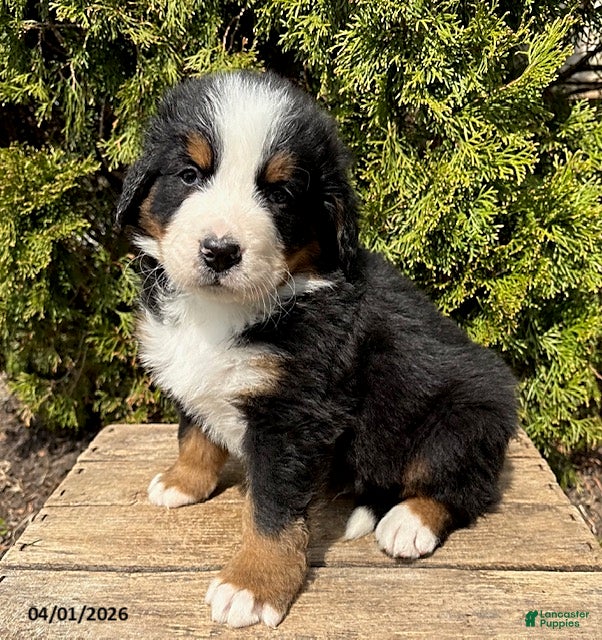 Bernese Mountain Dog dogs Maximus - Ad 1