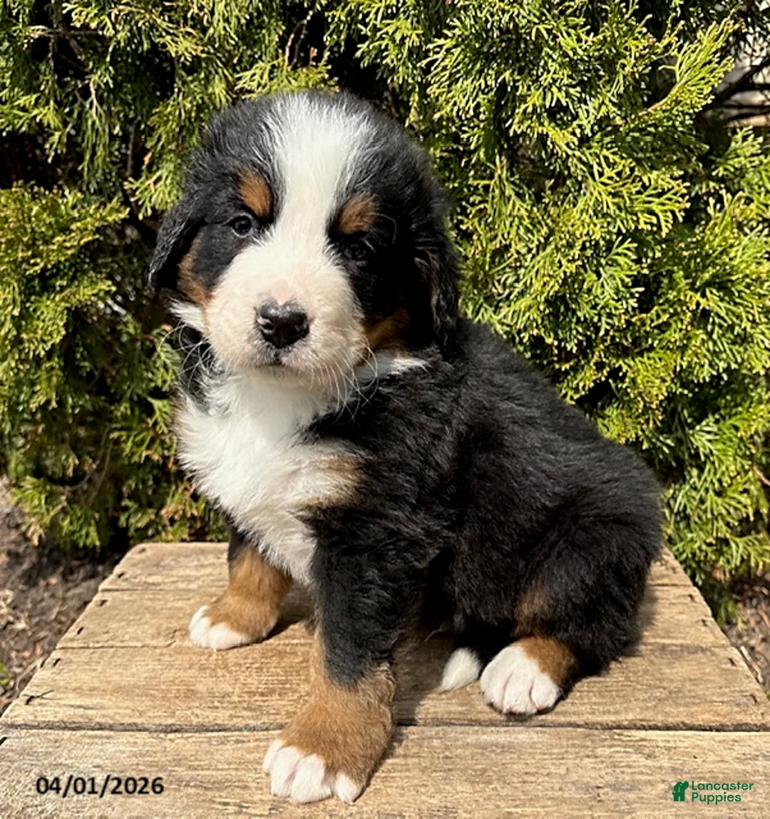 Bernese Mountain Dog dogs for sale: Maximus - Ad 1
