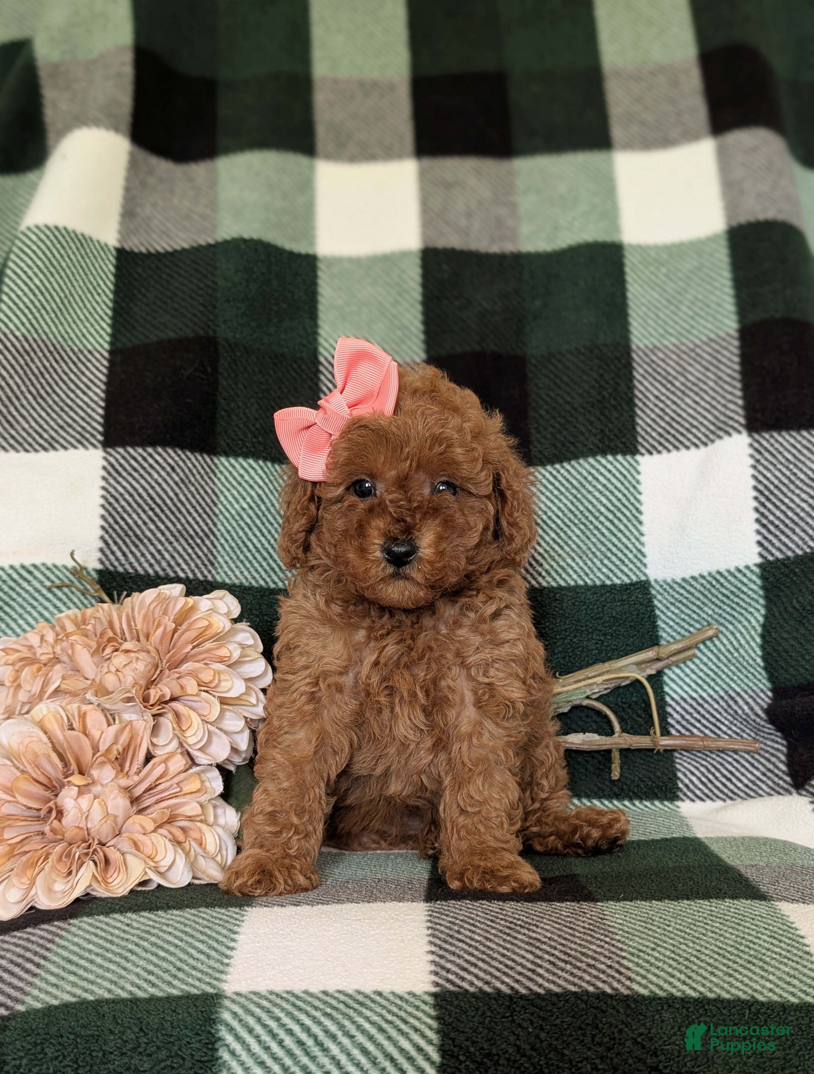 Miniature Poodle dogs Tahlulah - Ad 2