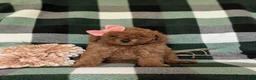 Miniature Poodle dogs for sale: Tahlulah - Ad 2