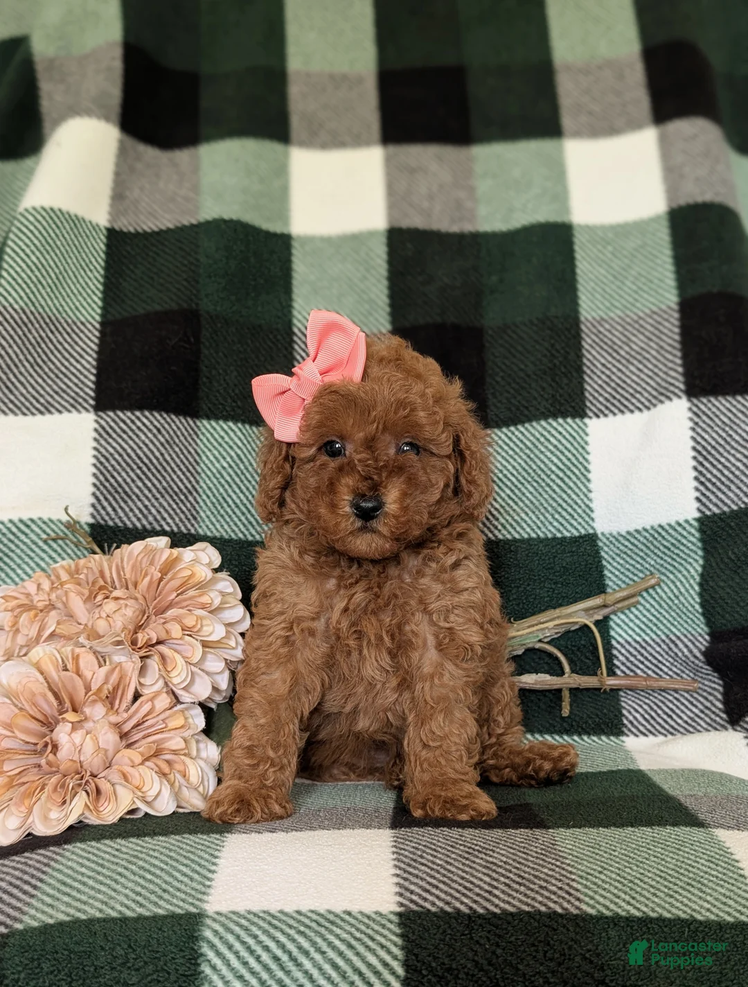 Miniature Poodle dogs for sale: Tahlulah - Ad 2