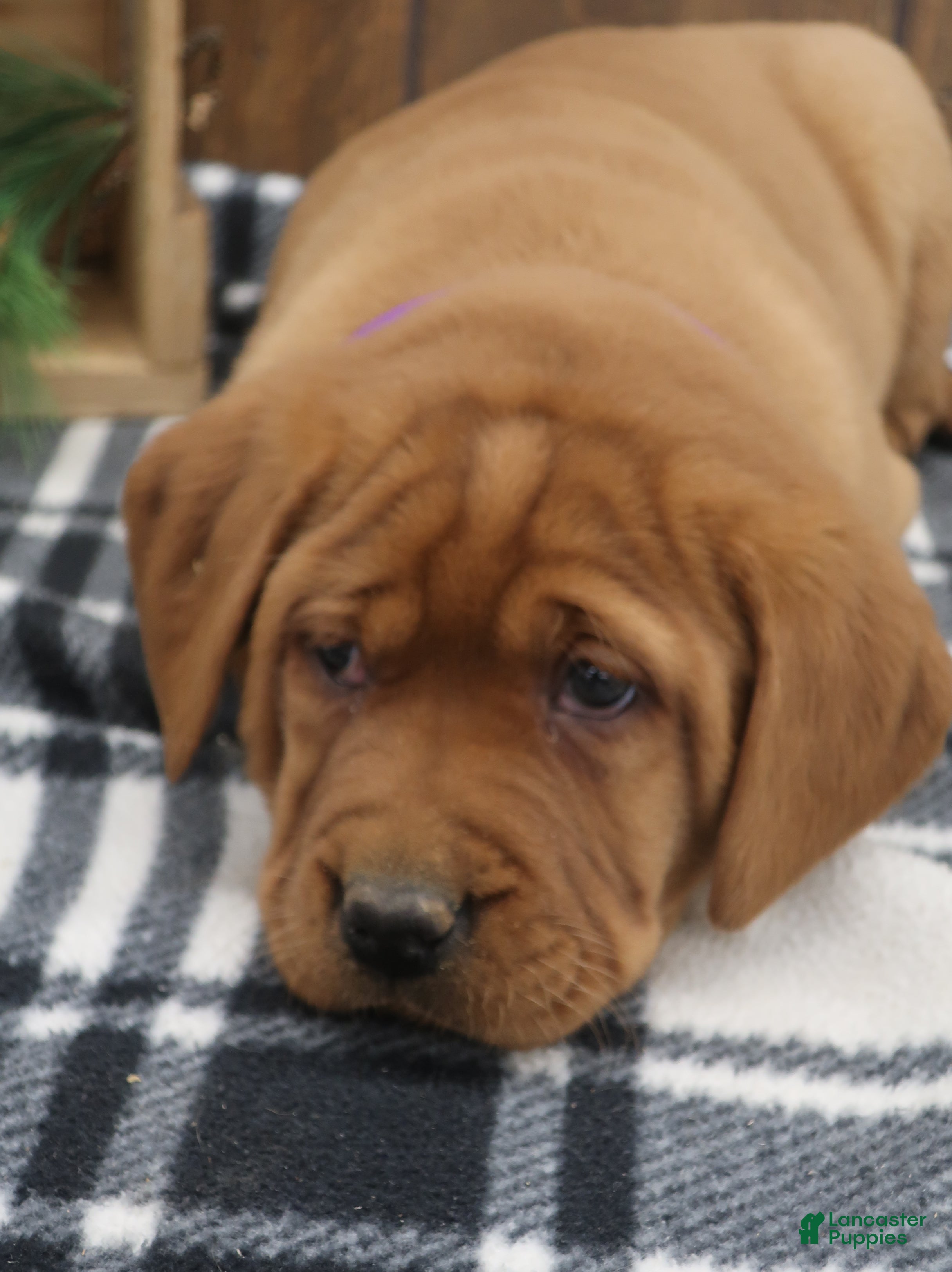 Labrador Retriever dogs Ivy - Ad 32