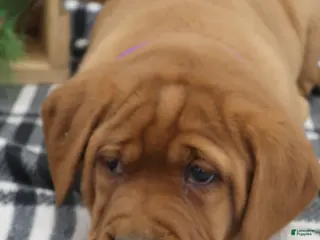 Labrador Retriever dogs Ivy - Ad 1