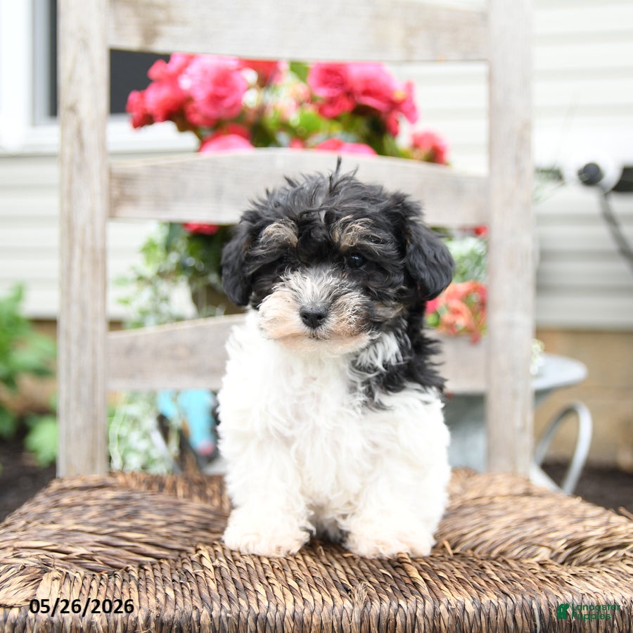 Yorkiepoo dogs Cassie   - Ad 1