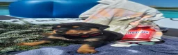Rottweiler dogs for sale: Evan - Ad 1