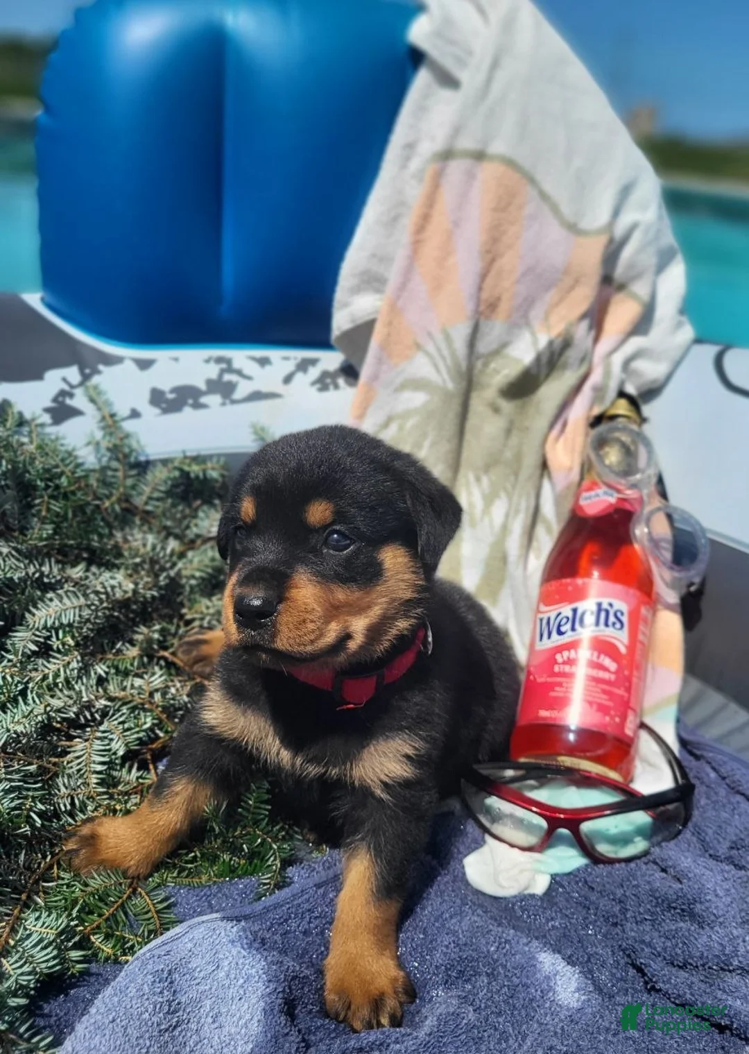 Rottweiler dogs for sale: Evan - Ad 1