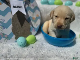 Labrador Retriever dogs Orange Collar Male - Ad 30