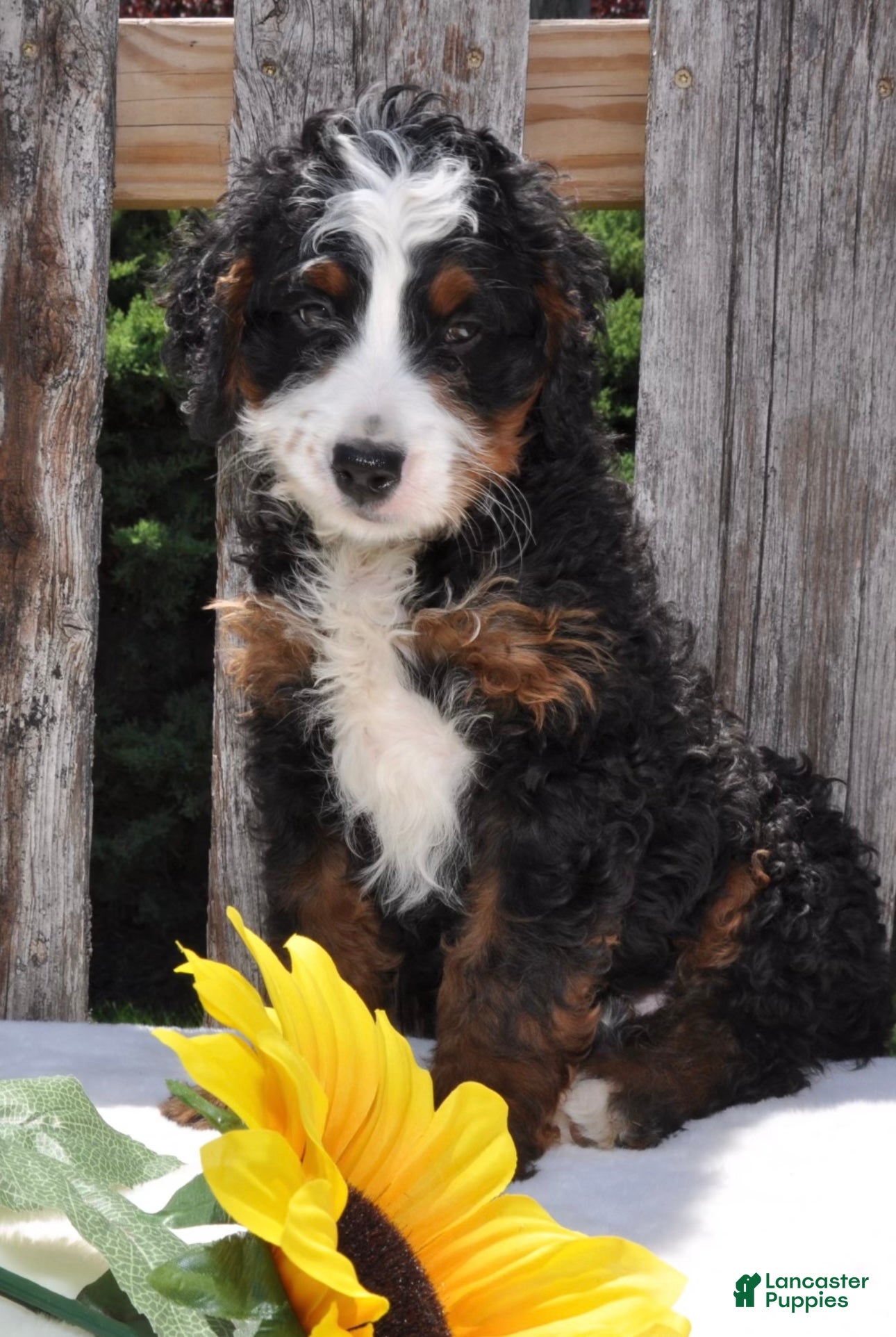 Mini Bernedoodle dogs Mr. Bailey - Ad 2