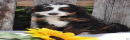 Mini Bernedoodle dogs for sale: Mr. Bailey - Ad 2
