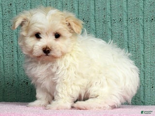 Pomapoo dogs Bentley - Ad 23