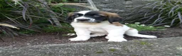 Saint Bernard dogs for sale: Ace - Ad 2
