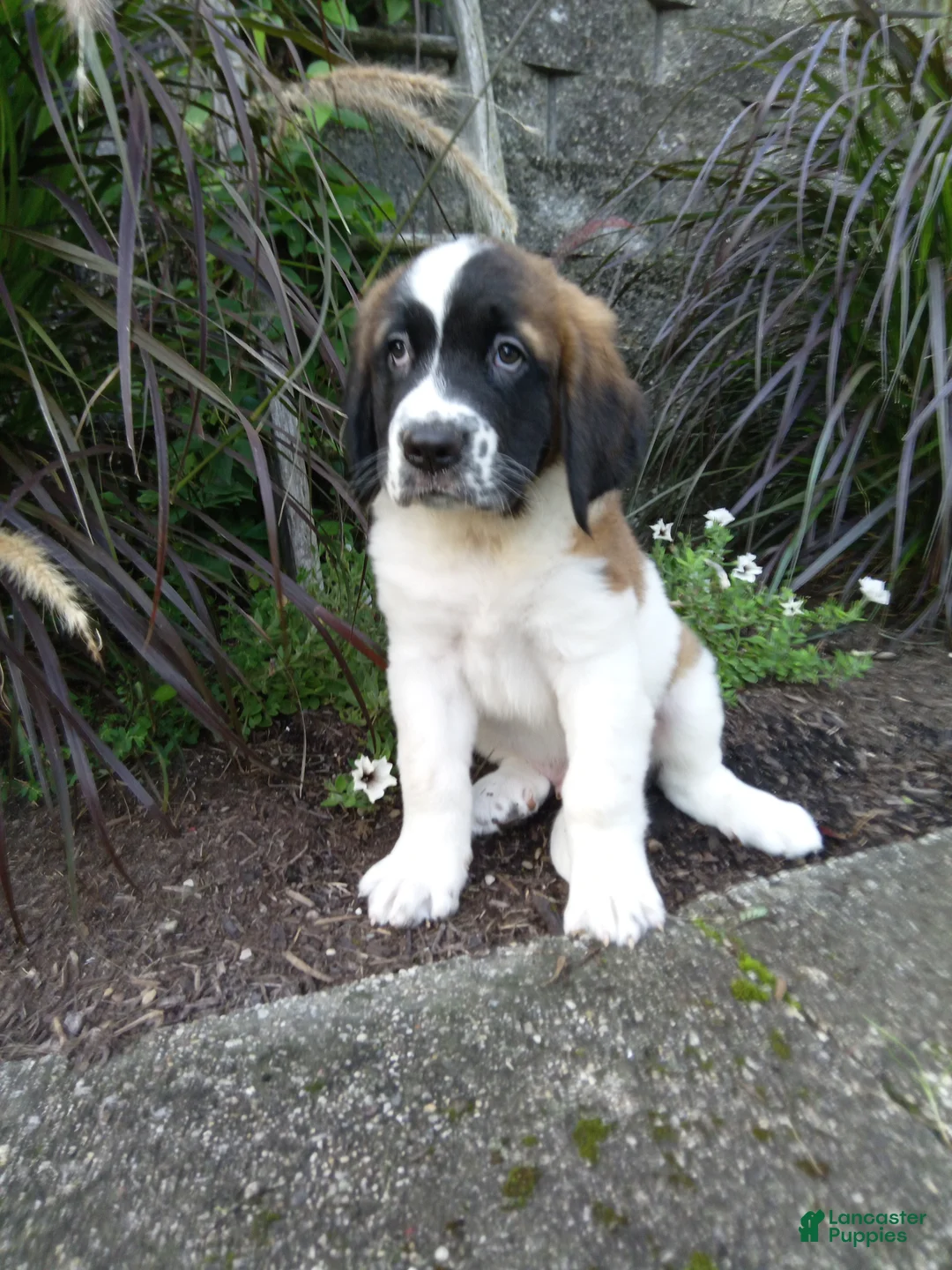 Saint Bernard dogs for sale: Ace - Ad 2