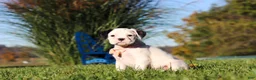 Boxer dogs for sale: Bonnie - Ad 4
