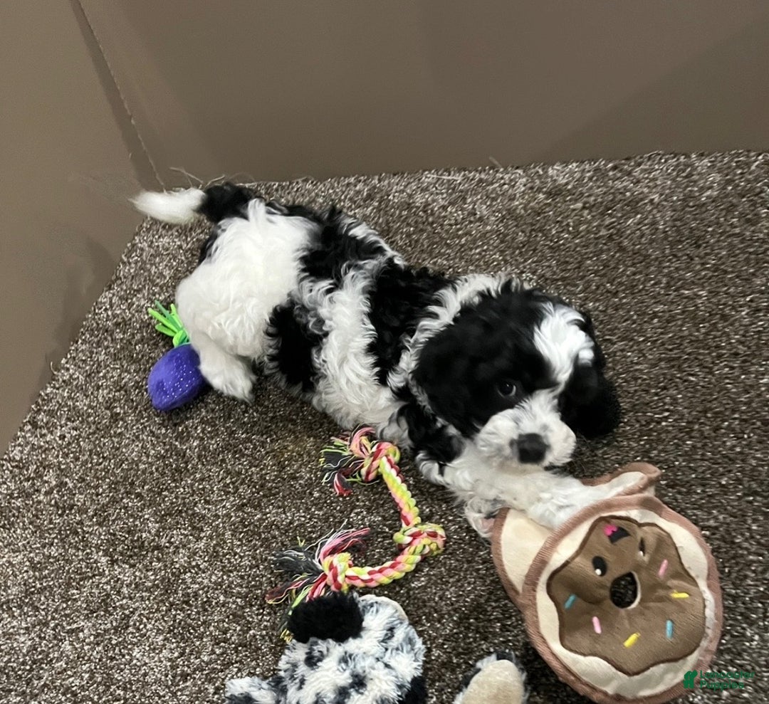 Cockapoo dogs for sale: Milo - Ad 7