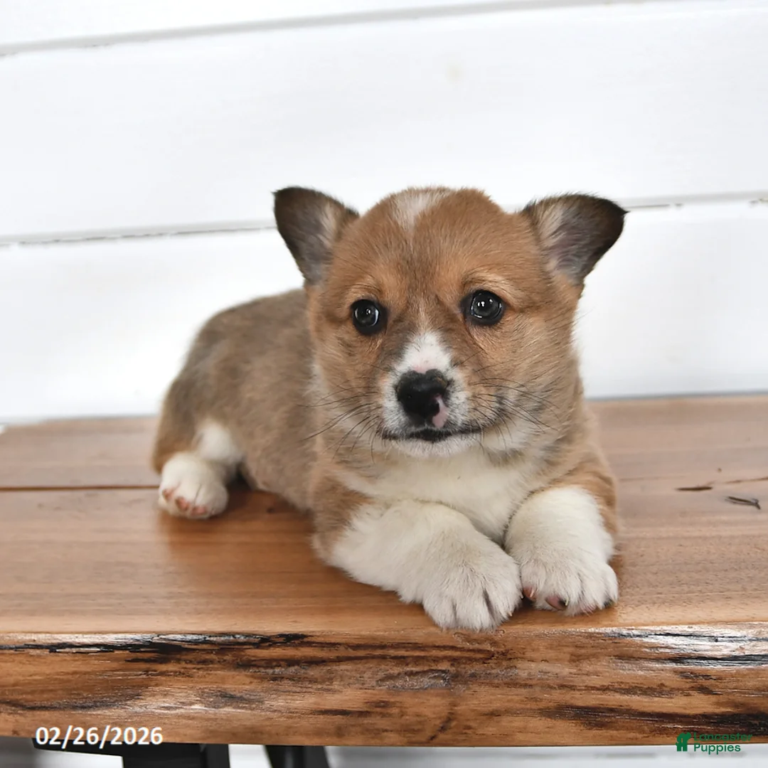 Welsh Corgi Pembroke dogs for sale: Biscuit - Ad 2