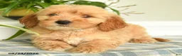 Mini Goldendoodle dogs for sale: Tucker - Ad 4