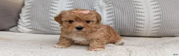 Havapoo dogs for sale: Tara - Ad 9