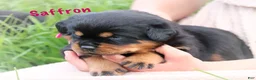 Rottweiler dogs for sale: Saffron w a Long Tail  - Ad 7