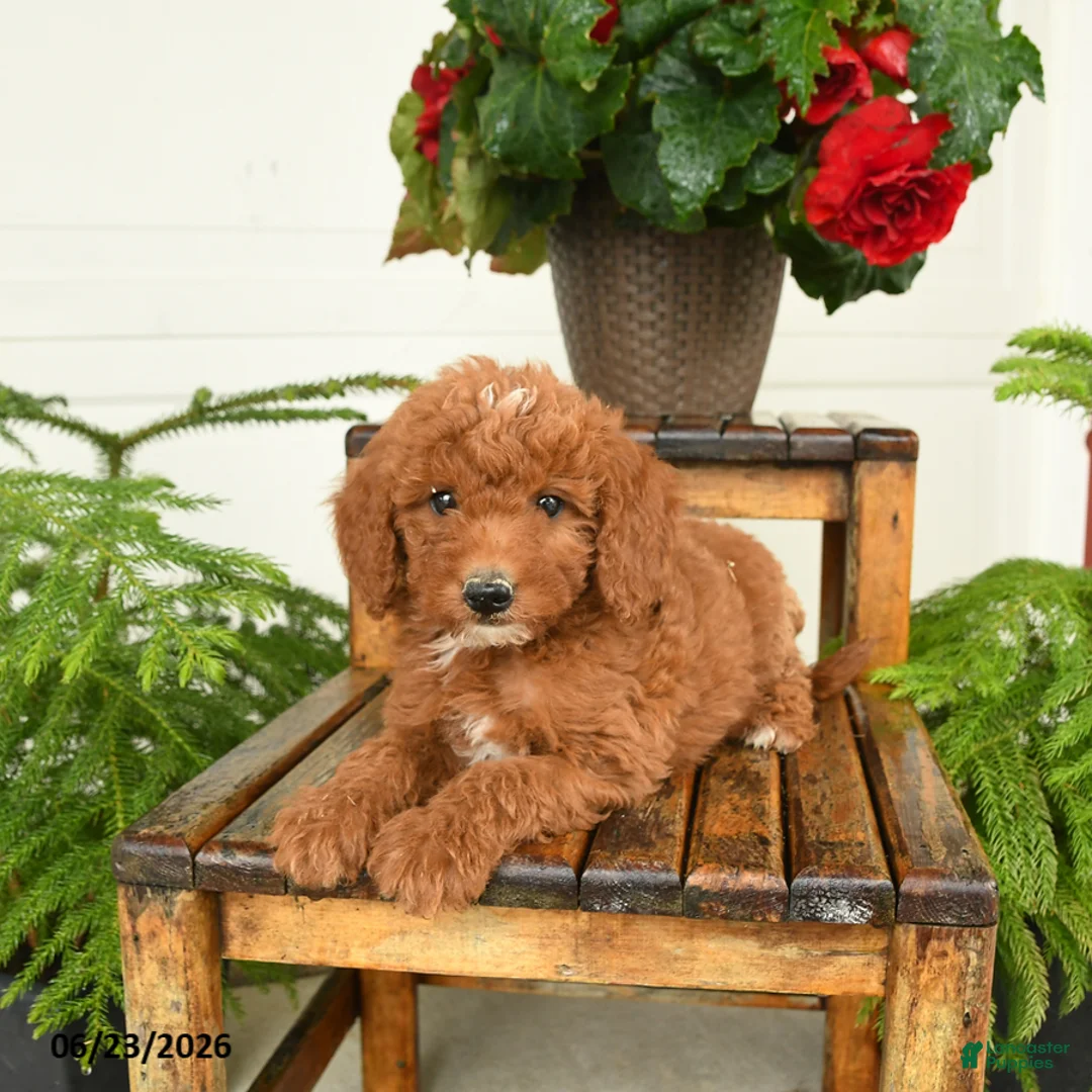 Mini Goldendoodle dogs for sale: Finn - Ad 2