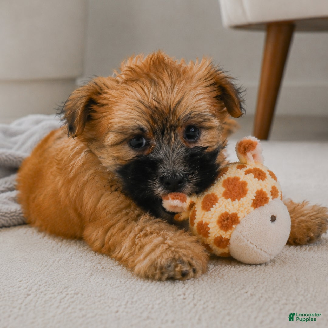 Morkie dogs for sale: Bella - Ad 4