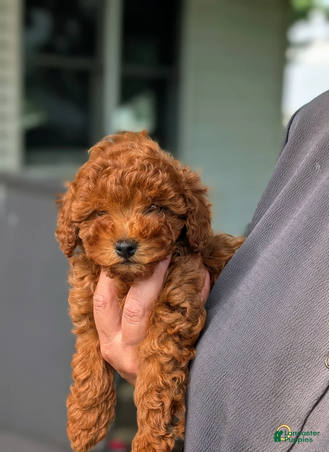 Miniature Poodle dogs for sale: Skittles - Ad 12