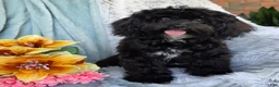 Shihpoo dogs for sale: Bella Dawn - Ad 2