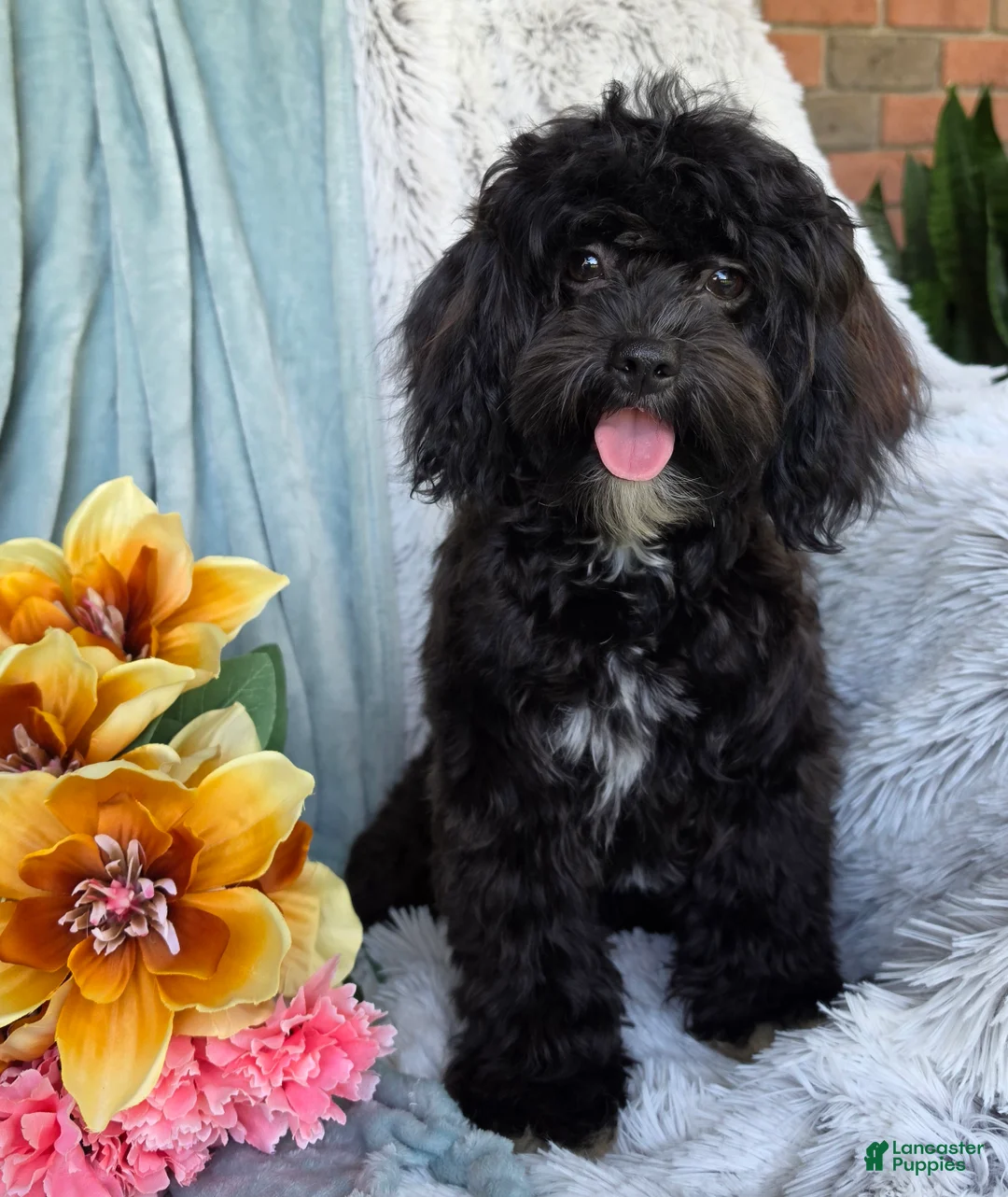 Shihpoo dogs for sale: Bella Dawn - Ad 2