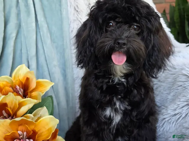 Shihpoo dogs Bella Dawn - Ad 2