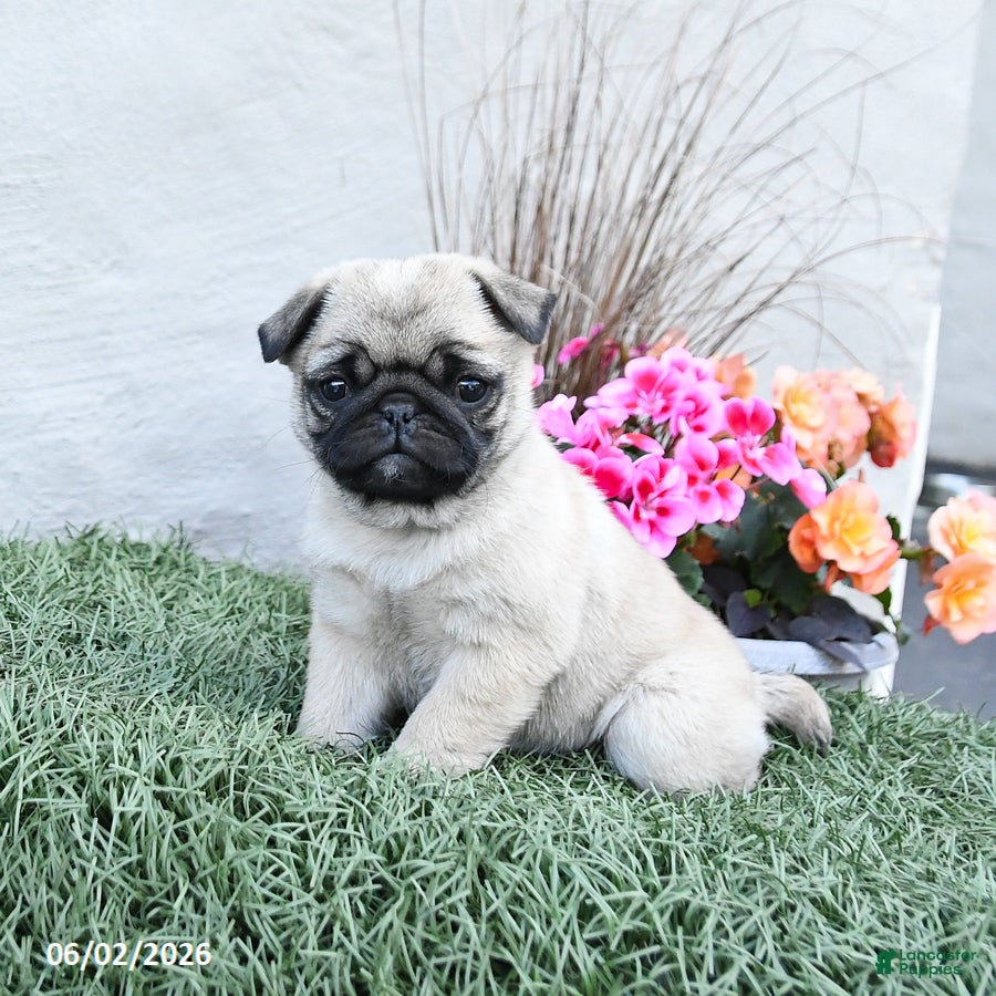 Pug dogs for sale: Peanut  - Ad 2