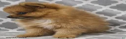 Pomeranian dogs for sale: Nutmeg - Ad 2