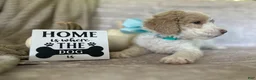 Goldendoodle dogs for sale: Jade 🩵 - Ad 8