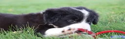 Border Collie dogs for sale: Hayes - Ad 4