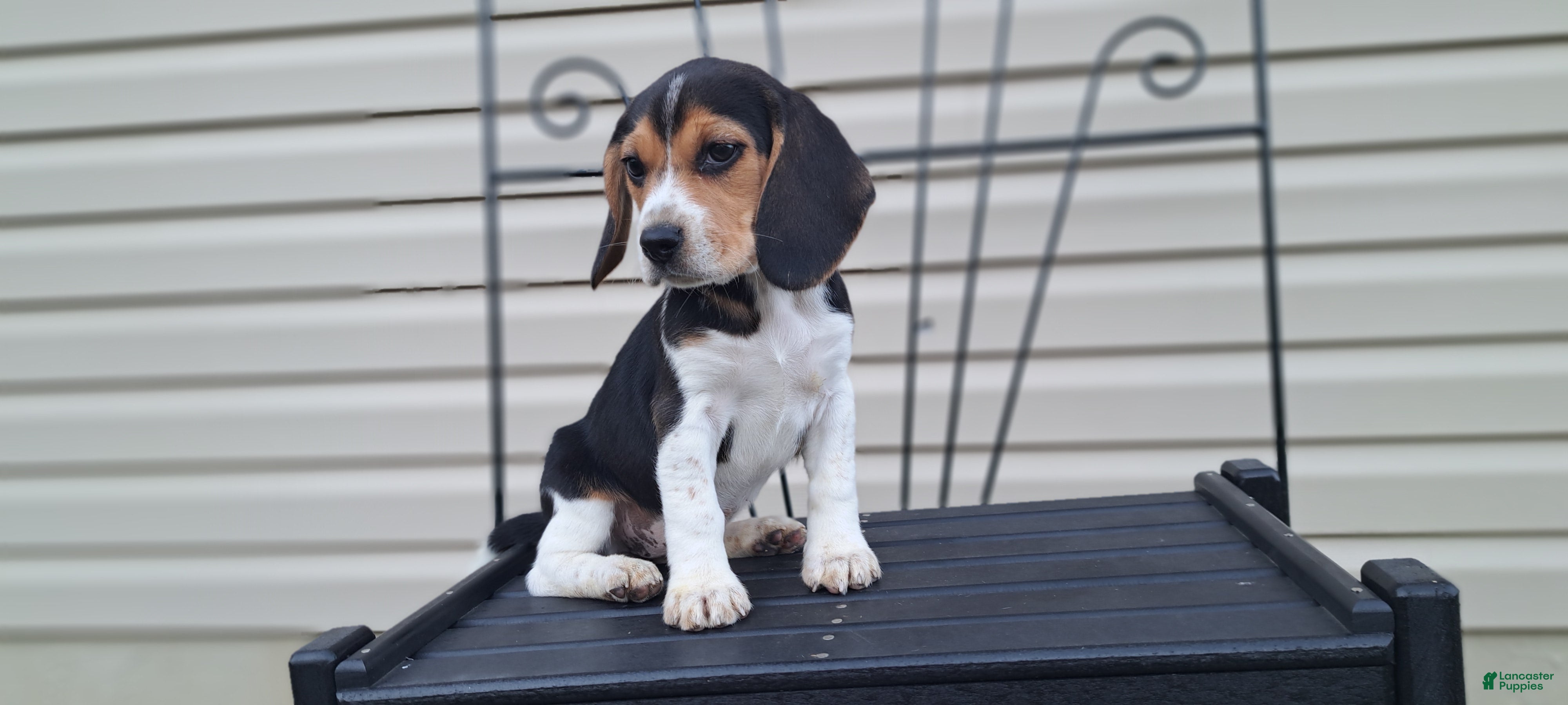 Beagle dogs PIPER - Ad 2