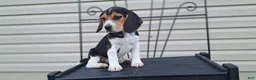 Beagle dogs for sale: PIPER - Ad 2