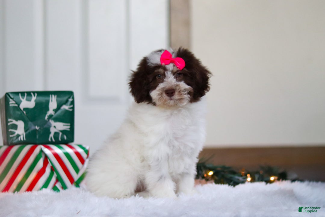 Mini Aussiedoodle dogs for sale: Salty - Ad 2