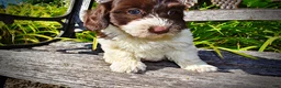 Havapoo dogs for sale: Bubbles - Ad 6