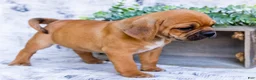 Puggle dogs for sale: Billy - Ad 19