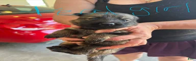 German Shepherd 3