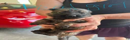 German Shepherd dogs for sale: German Shepherd 3 - Ad 1