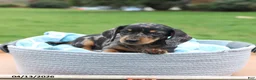 Miniature Dachshund dogs for sale: Luna  - Ad 3