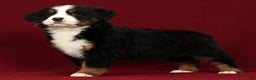 Bernese Mountain Dog dogs for sale: Piper - Ad 3