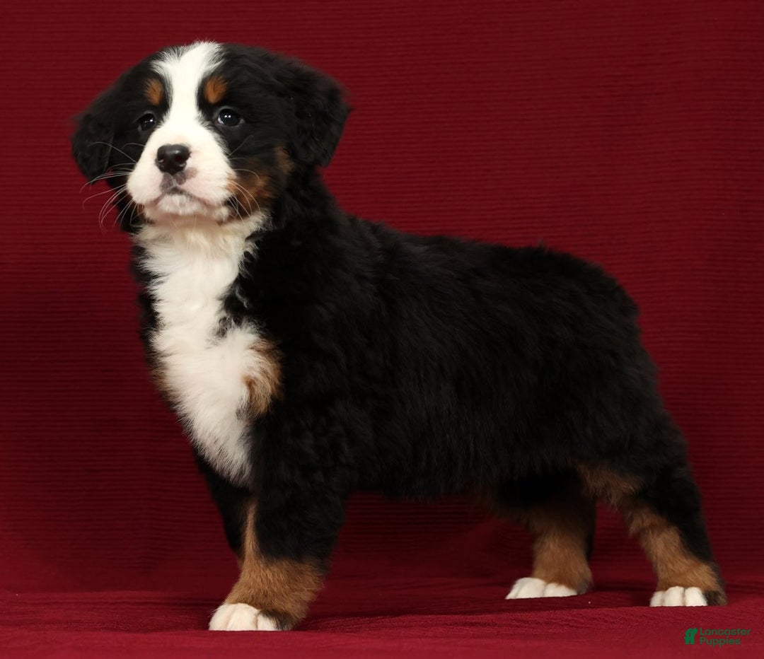 Bernese Mountain Dog dogs for sale: Piper - Ad 3