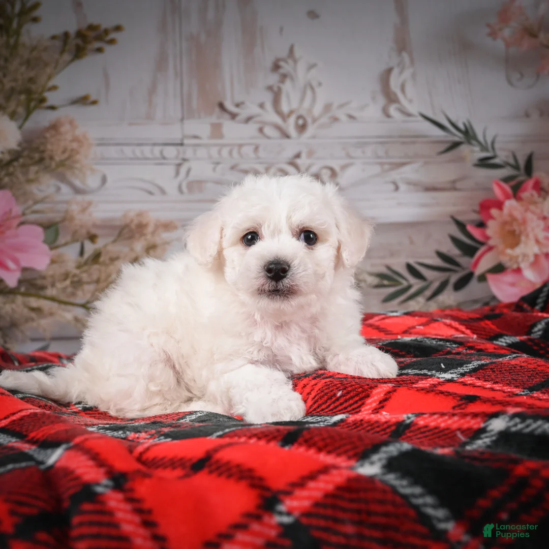 Bichon Frise dogs for sale: AKC-Maisy - Ad 8